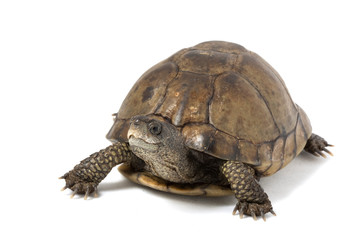 Coahuilan Box Turtle