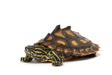 Yellow Blotched Map Turtle