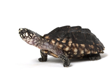 Obraz premium Indian Spotted Turtle