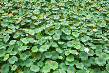 Lotus plants