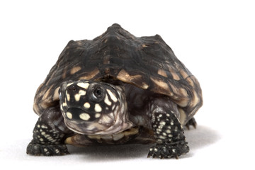 Naklejka premium Indian Spotted Turtle