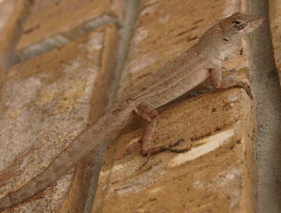 Cuban Anole facing up