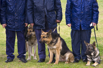 Police officers with dogs on a rainy meadow.