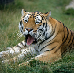 Tiger_112002