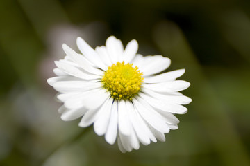 Obraz premium Daisy flower. Close-up.