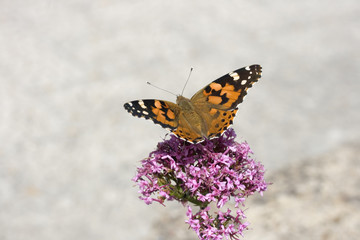 Farfalla