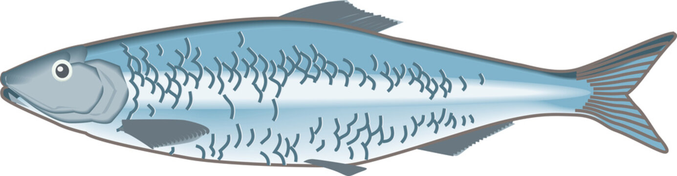 Fisch