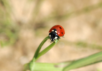 ladybird