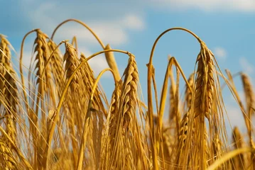 Fotobehang sere hanging wheat, water deficiency © Thomas Bethge
