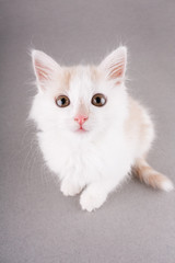 funny white kitten