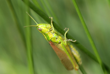 grasshopper