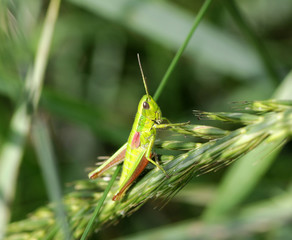 grasshopper