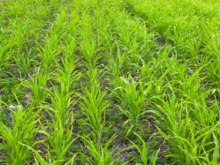Rows of young corn.