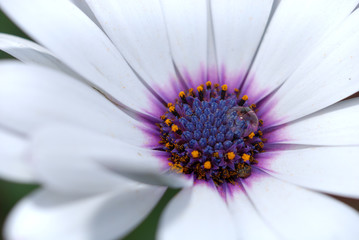 White daisy with single drop