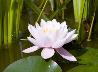 water lily