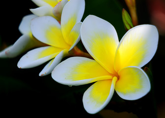 Frangipani
