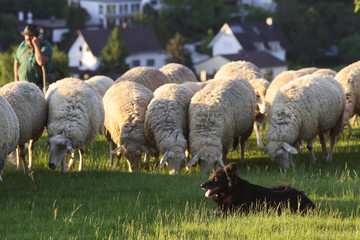Schafherde im Taunus bei Engenhahn, Hessen