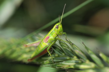 grasshopper