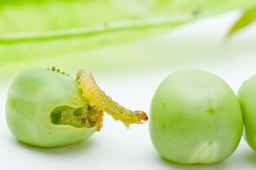 Worm crawling over the peas