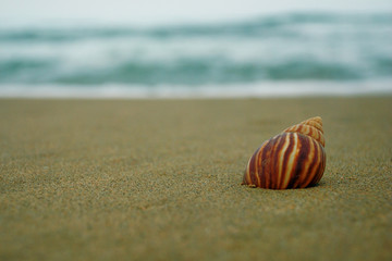 Sea shell on beach