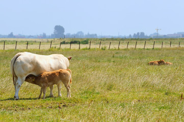 cow with calf