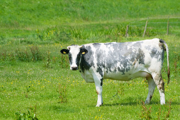 Black and white cow