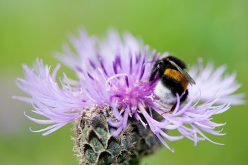 Purple thistle