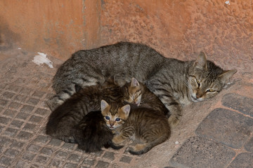 Obdachlose Katzenfamilie