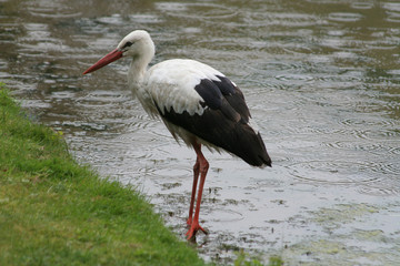Storch