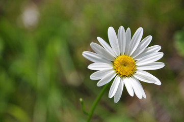 Daisy