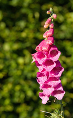 Pink foxglove flower in a summer garden © Meowgli