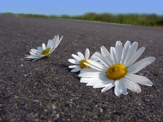 camomiles on a road