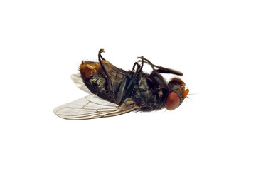 Dead flesh-fly on its back. Sarcophagidae family