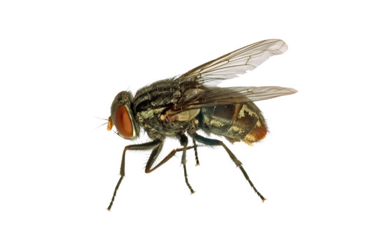 Dead flesh-fly profile running. Sarcophagidae family