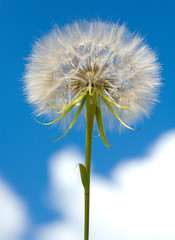 Fototapeta premium Dandelion flower
