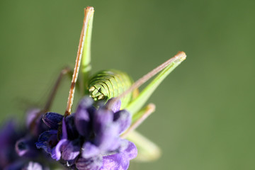grashüpfer 3