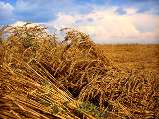 Fototapeta na wymiar golden wheat after the storm