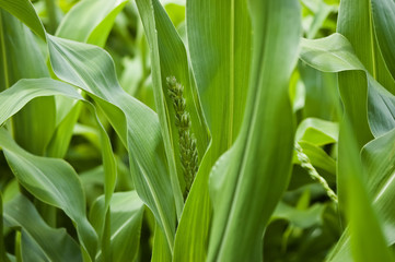 Emerging cornstalk