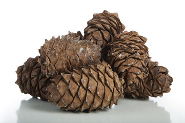 Seeds of the Siberian