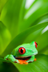 frog in a plant - red-eyed tree frog