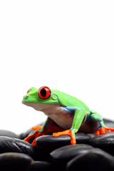 frog on rocks isolated on white