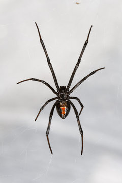 Isolated Black Widow Spider hanging from web