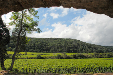 Blick auf den Pf&auml;lzer Wein