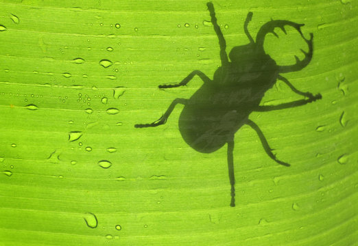 silhouette de lucane cerf-volant g&eacute;ant sur feuille de bananier