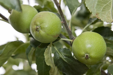 frutas y verduras 56