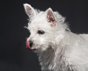 Westies 08