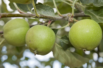 frutas y verduras 55