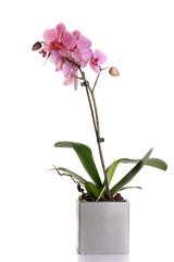Blooming orchid phalaenopsis - obrazy, fototapety, plakaty