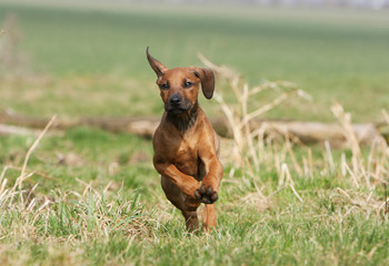 chiot rhodesian ridgeback courant de face oreilles au vent