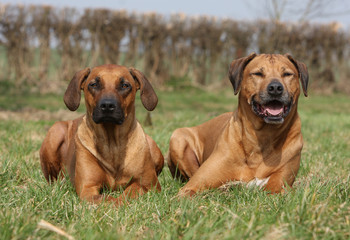 deux rhodesian ridgeback allong&eacute;s - chiens couch&eacute;s